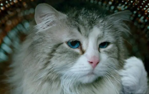 如何从容接手一只猫咪？有人寄养猫咪到你家，需要怎么做？