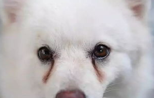 狗狗容易患上的几种常见眼科疾病有哪些?不妨来看看吧 狗狗容易患上的几种常见眼科疾病有哪些?不妨来看看吧
