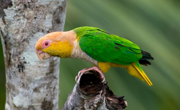 金头凯克鹦鹉繁殖方式是什么？来get一下吧