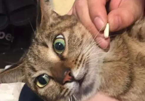 怎样去除猫体内寄生虫