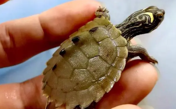 晒背灯那些事，用晒背灯给龟龟晒背安全吗？