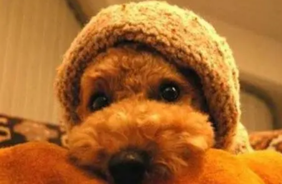 狗狗拉稀吃益生菌多久有效果 狗狗拉稀吃益生菌多久有效果