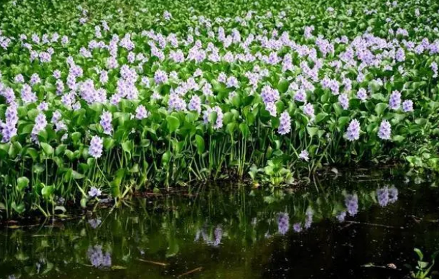 鱼缸里放上几种漂亮“野草”，漂亮又灵气，净化水质强