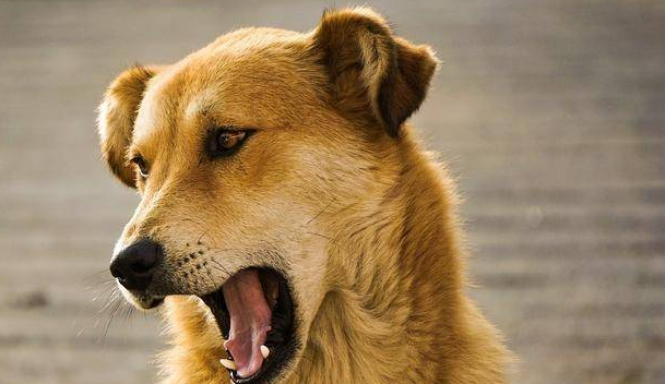 狗狗不会叫唤,主人可以这么做! 狗狗不会叫唤,主人可以这么做!