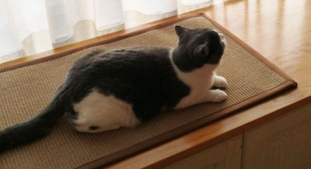 怎么选择猫咪喜欢的猫抓板？