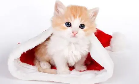 快看：小猫到新家的应激反应有哪些？