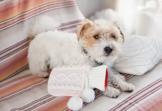 来看看狗狗肠胃炎禁食禁水多久更合适~