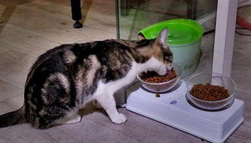 猫饿一天会求人吗？说了你别不信