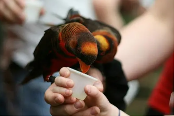 暗色鹦鹉学语能力如何？希望不会让你失望