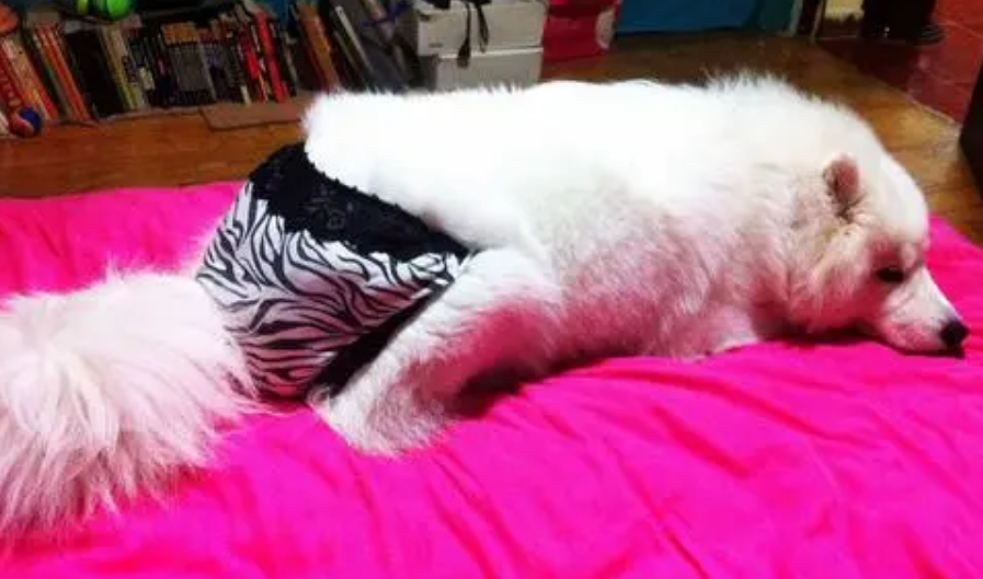 狗狗科普：狗狗例假从哪里流出来？