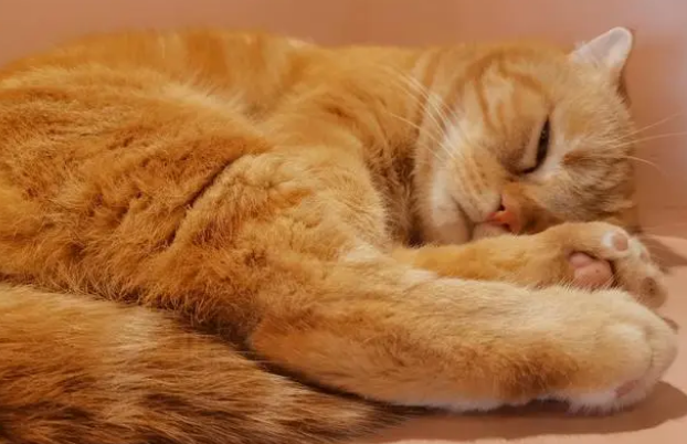 如何正确使用猫草呢？