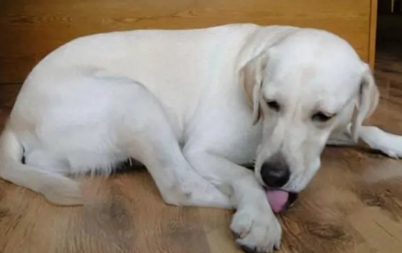 狗狗体外驱虫舔了会死吗? 狗狗体外驱虫舔了会死吗?