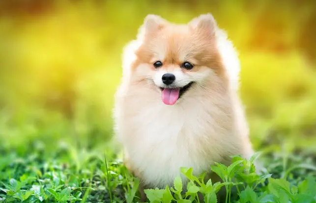 一篇帮你了解博美犬的性格及脾气 一篇帮你了解博美犬的性格及脾气