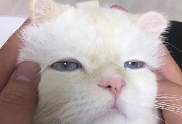 一定要在特殊情况下才能吃营养膏吗？