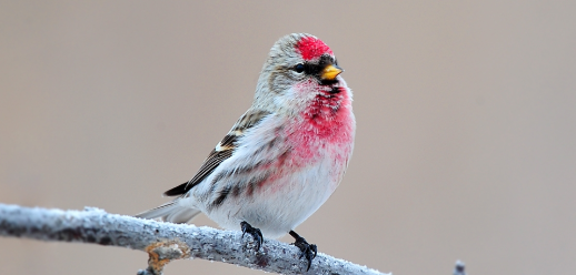 白腰朱顶雀在哪过冬？大家想不想知道？