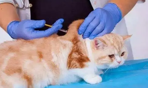 猫口炎阿莫西林和甲硝唑吃多少 猫口炎阿莫西林和甲硝唑吃多少