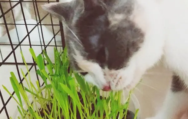 猫草什么？可以自己种吗