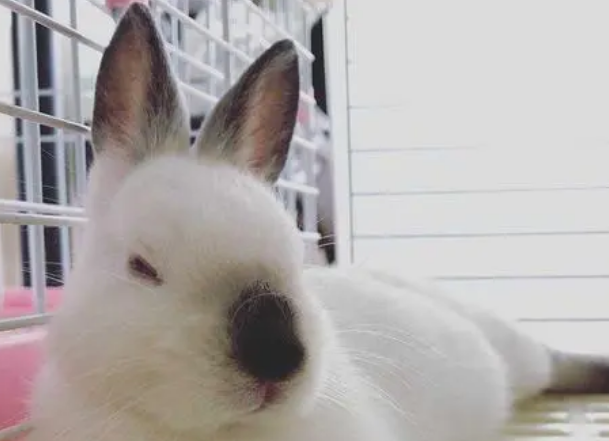 今日科普：加利福尼亚兔与喜马拉雅兔的区别