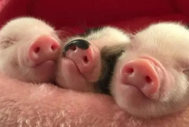 今日科普:小香猪可以吃狗粮吗? 今日科普:小香猪可以吃狗粮吗?