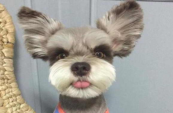 什么狗最听话?这篇文章告诉你答案 什么狗最听话?这篇文章告诉你答案