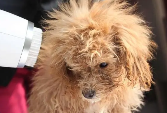 养狗省钱攻略：动手帮狗狗洗澡详细教程