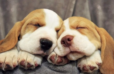 怎么给狗狗选择合适的衣服？这篇文章给你答案！