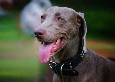 狗狗一天吃多少斤狗粮要定时定量来用餐