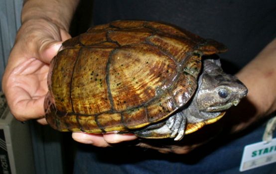  亚马逊彩龟哪里有卖？可以来这里了解一下