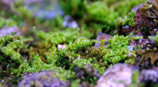 鱼缸的水质不好，怎么调节？这4种方法送给你，先看后试