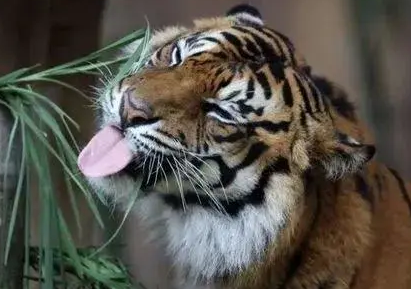 猫咪吃猫草的5个你不知道的好处？