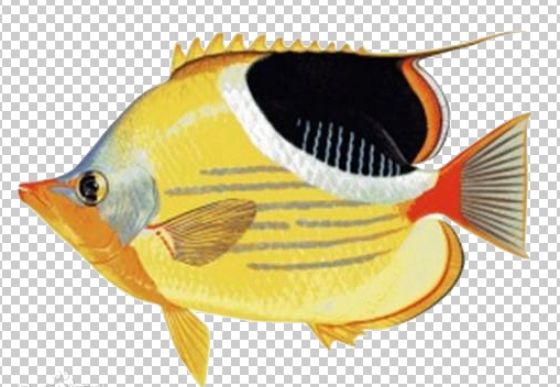 鞭蝴蝶鱼绝食怎么办?快试试这些食物,绝对让TA食指大动 鞭蝴蝶鱼绝食怎么办?快试试这些食物,绝对让TA食指大动