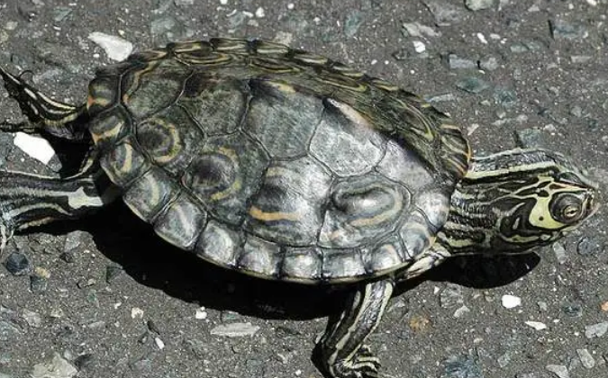 地图龟为什么长不大？来了解下吧