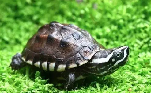 食螺龟的寿命有多长?好奇就来看看吧 食螺龟的寿命有多长?好奇就来看看吧