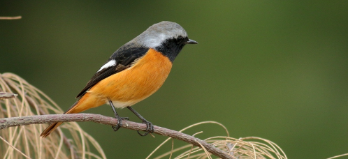 北红尾鸲好养吗?来了解一下吧 北红尾鸲好养吗?来了解一下吧