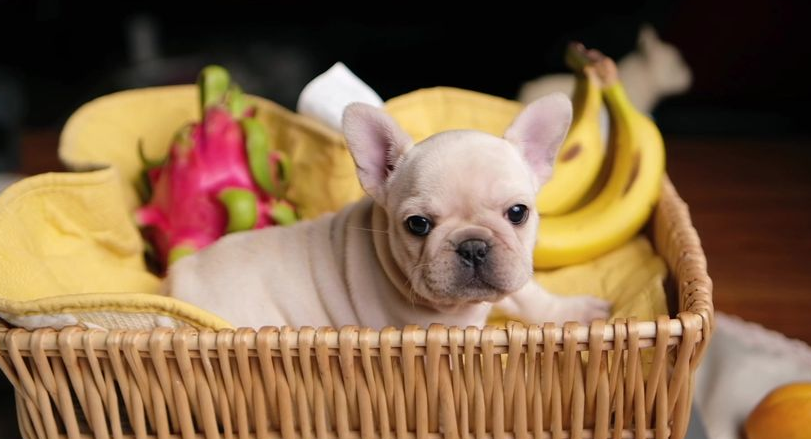 四种法斗不能吃的水果，一定要知道