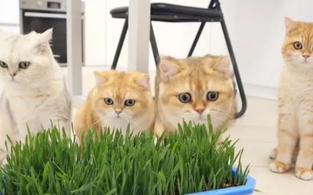 两个月的小猫会主动吃猫草吗?为什么? 两个月的小猫会主动吃猫草吗?为什么?