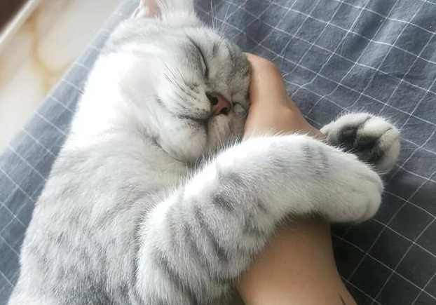 猫咪会想主人吗？其实猫咪也很爱主人的