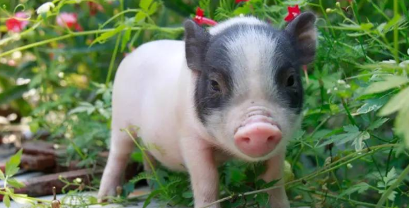 迷你香猪可以溜吗？来看看