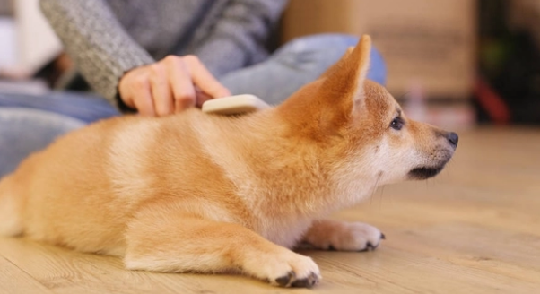 狗狗洗澡需要注意点什么?这些事情,你都知道吗 狗狗洗澡需要注意点什么?这些事情,你都知道吗