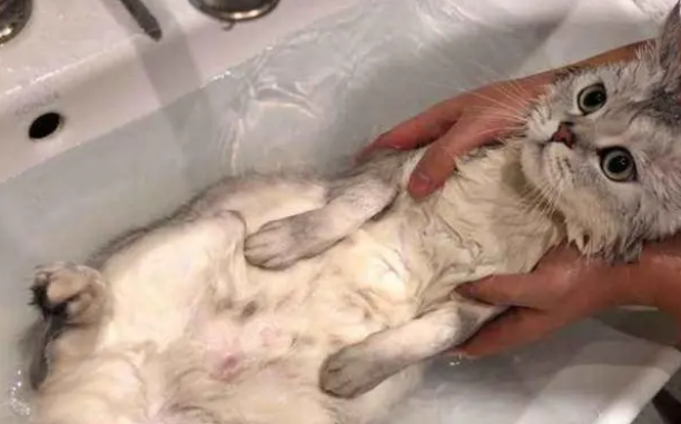 猫需要洗澡吗,宠物猫适合的洗澡频率 猫需要洗澡吗,宠物猫适合的洗澡频率
