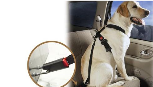 狗狗牵引绳选择哪种?铲屎官来看看吧 狗狗牵引绳选择哪种?铲屎官来看看吧