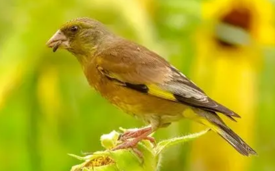 金翅雀不叫怎么回事？来看看吧