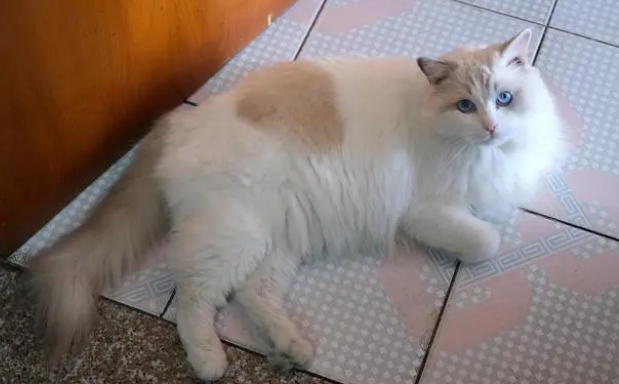 Jirpet全自动宠物烘干箱，让主子成为全村最亮的喵星人