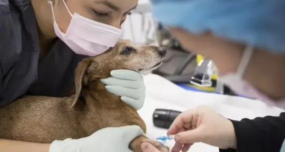 今日科普：狗狗疥螨会传染人吗？