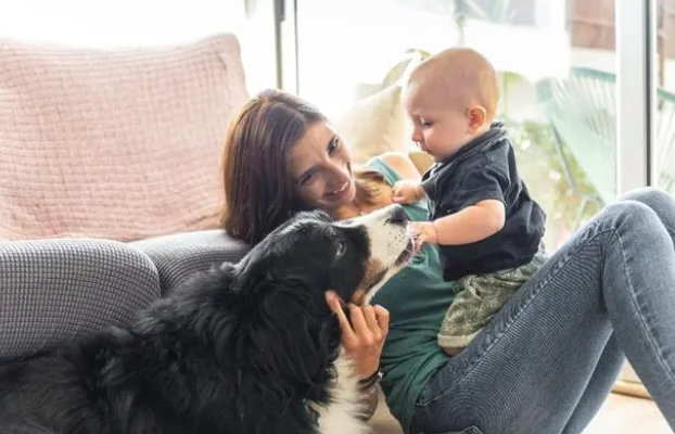 宠物体外驱虫药存在安全隐患？