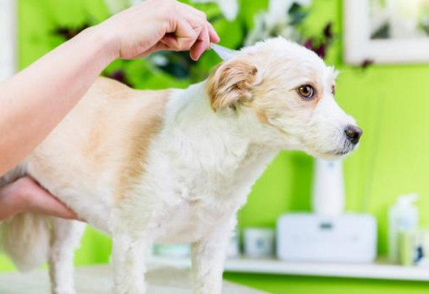 给狗洗澡能把跳蚤洗掉吗？想知道的来看看！