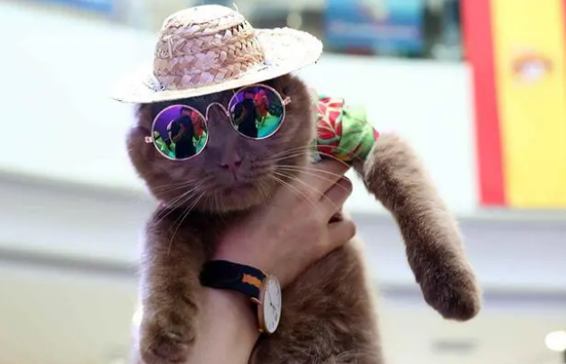 猫咪出行必备之“猫包”的选择及优缺点盘点