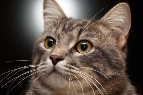 猫条是什么东西? 猫条是什么东西?