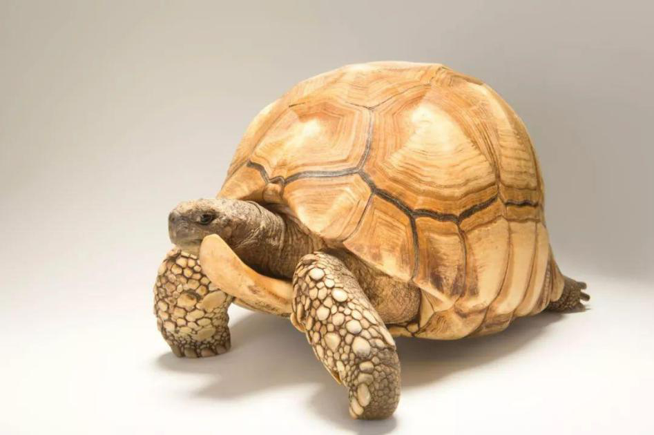 如何养一只“岁月静好”的安哥洛卡陆龟?这份喂养指南请收好 如何养一只“岁月静好”的安哥洛卡陆龟?这份喂养指南请收好