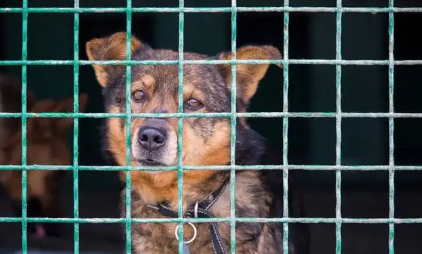 白天上班,小狗关笼子里,乱拉乱尿怎么办? 白天上班,小狗关笼子里,乱拉乱尿怎么办?